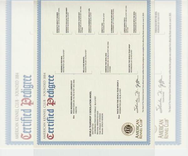 Medium Photo #12 Doberman Pinscher Puppy For Sale in LONDON, KY, USA