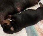 Small #2 Rottweiler