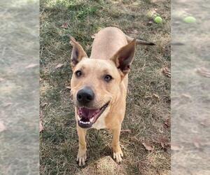 Labrador Retriever-Unknown Mix Dogs for adoption in Lee's Summit, MO, USA