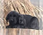 Small Labradoodle-Weimaraner Mix