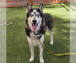 Small #1 Siberian Husky Mix
