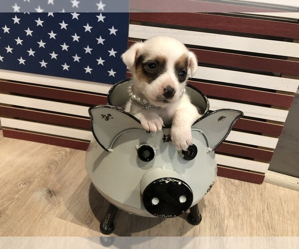 Medium Photo #1 Jack Russell Terrier Puppy For Sale in MABLETON, GA, USA