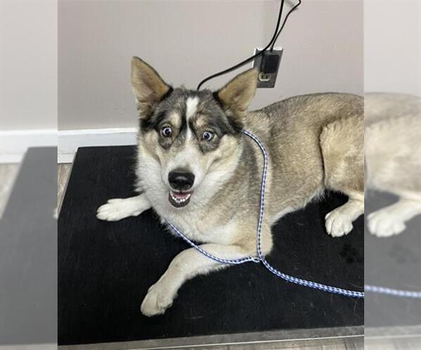 Medium Photo #1 Siberian Husky-Unknown Mix Puppy For Sale in Redlands, CA, USA