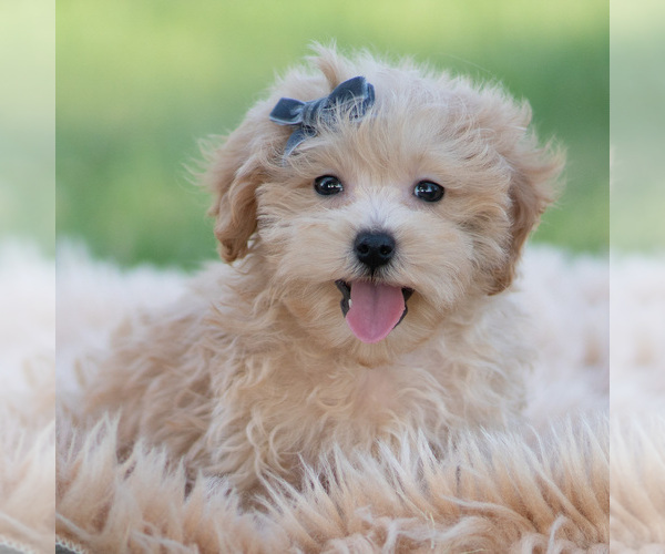 Medium Photo #66 Maltipoo (Miniature) Puppy For Sale in WARSAW, IN, USA