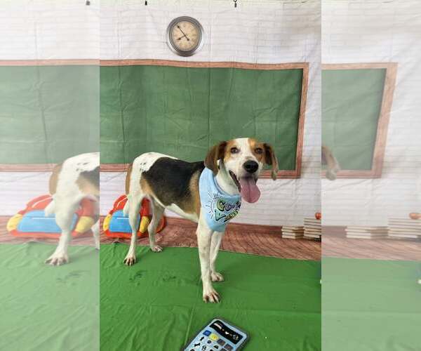 Medium Photo #3 Beagle-Unknown Mix Puppy For Sale in Sanderson, FL, USA