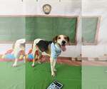 Small #2 Beagle Mix