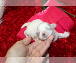 Shih Tzu Puppy for sale in THAYER, KS, USA