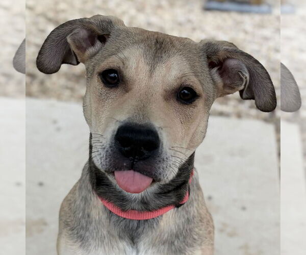 Medium Photo #1 Mutt Puppy For Sale in Jefferson, WI, USA