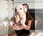 Small #5 Bullypit