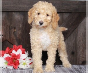 Labradoodle-Poodle (Miniature) Mix Puppy for sale in FREDERICKSBG, OH, USA