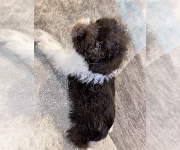 Medium Photo #16 Schnauzer (Miniature) Puppy For Sale in LAWRENCEBURG, TN, USA