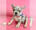Small Photo #3 French Bulldog Puppy For Sale in COLUMBUS, OH, USA