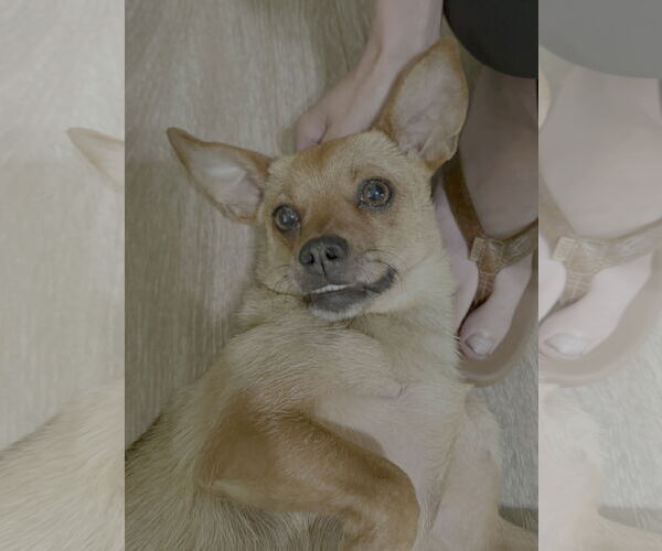 Medium Photo #2 Chiweenie Puppy For Sale in Texarkana, TX, USA