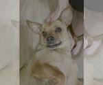 Small #1 Chiweenie