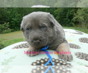 German Shepherd Dog Puppy for sale in PIEDMONT, MO, USA