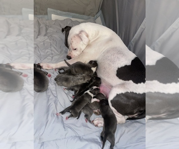 Medium Photo #2 American Bully Puppy For Sale in NAUGATUCK, CT, USA