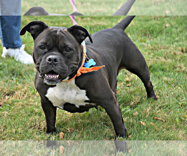 Medium Photo #2 Bulldog-Unknown Mix Puppy For Sale in Spring Lake, NJ, USA