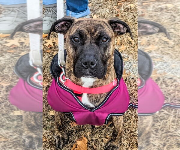 Medium Photo #7 American Staffordshire Terrier Puppy For Sale in Lawrenceville, NJ, USA