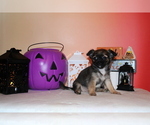 Small #8 Chihuahua