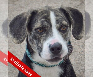 Beagle-Catahoula Leopard Dog Mix Dogs for adoption in Huntley, IL, USA