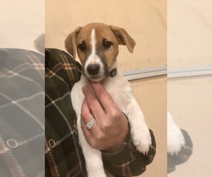 Medium Jack Russell Terrier