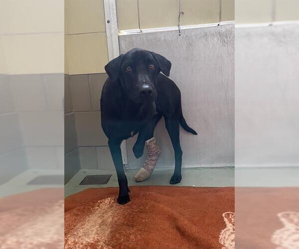 Medium Photo #1 Labrador Retriever-Unknown Mix Puppy For Sale in Riverside, CA, USA