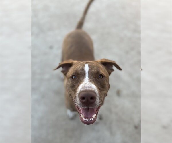 Medium Photo #2 American Staffordshire Terrier-Labrador Retriever Mix Puppy For Sale in Dana Point, CA, USA