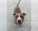 Small #1 American Staffordshire Terrier-Labrador Retriever Mix