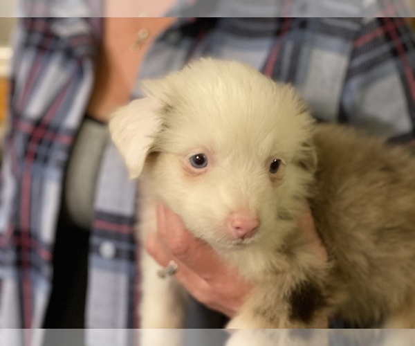 Medium Photo #6 Australian Shepherd Puppy For Sale in EXETER, MO, USA