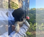 Puppy Bean Brittany