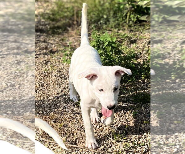 Medium Photo #2 Mutt Puppy For Sale in Estherville, IA, USA