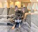 Puppy Autumn French Bulldog