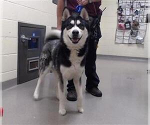 Siberian Husky Dogs for adoption in Denver, CO, USA
