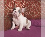 Small Photo #2 French Bulldog Puppy For Sale in PHILA, PA, USA