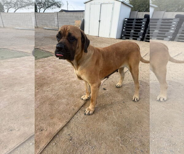 Medium Photo #2 Mastiff Puppy For Sale in Goodyear, AZ, USA