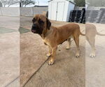 Small #1 Mastiff