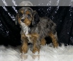 Small #2 Cavapoo