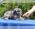 Small #20 Poodle (Toy)