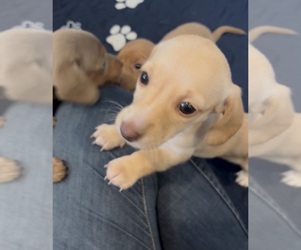 Medium Photo #2 Dachshund Puppy For Sale in CHARLOTTESVILLE, VA, USA