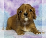 Small Photo #3 Cavalier King Charles Spaniel Puppy For Sale in FREMONT, CA, USA