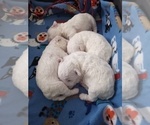 Small Photo #18 Bichon Frise Puppy For Sale in ORLANDO, FL, USA