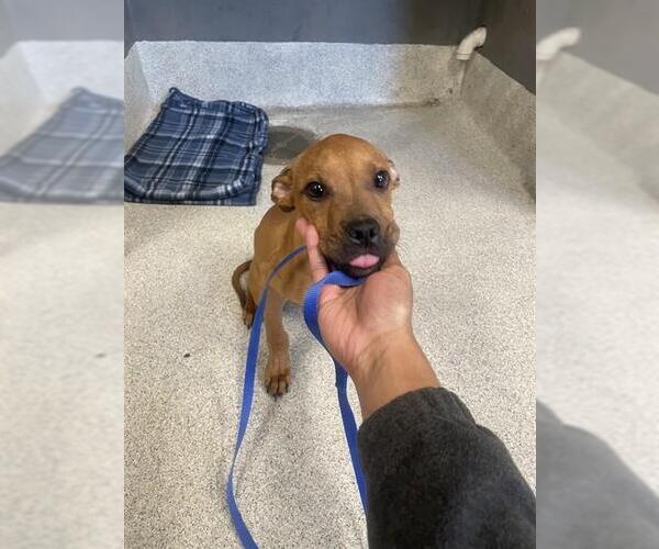 Medium Photo #1 American Pit Bull Terrier-Plott Hound Mix Puppy For Sale in Tallahassee, FL, USA