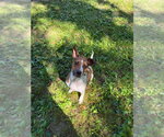 Small #2 Mutt
