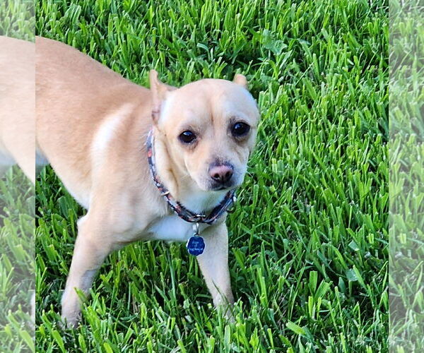 Medium Photo #3 Chihuahua Puppy For Sale in Fargo, ND, USA