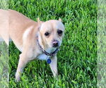 Small #2 Chihuahua