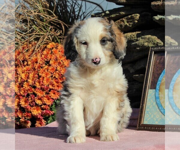 Medium Photo #4 Aussiedoodle Puppy For Sale in HOLTWOOD, PA, USA