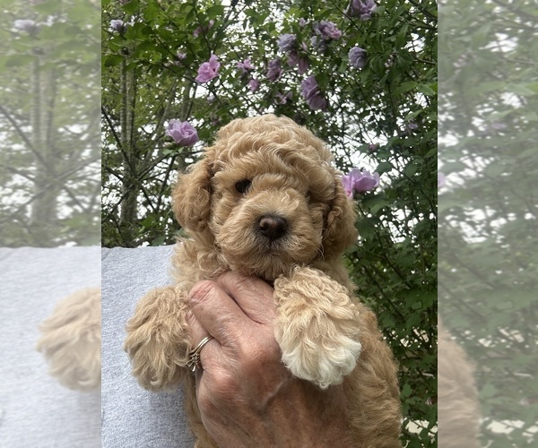 Medium Photo #7 Poodle (Miniature) Puppy For Sale in GREENVILLE, MO, USA