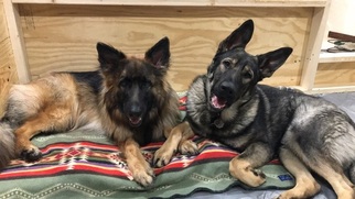 Father of the German Shepherd Dog puppies born on 02/06/2018