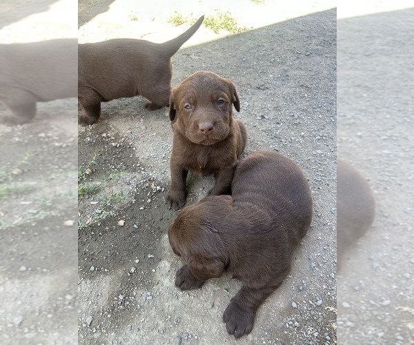Medium Photo #6 Labrador Retriever Puppy For Sale in SAN JOSE, CA, USA