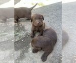 Small #5 Labrador Retriever